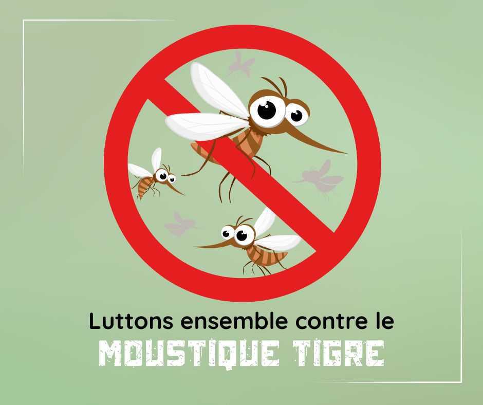 Moustique tigre : adoptez les bons réflexes !