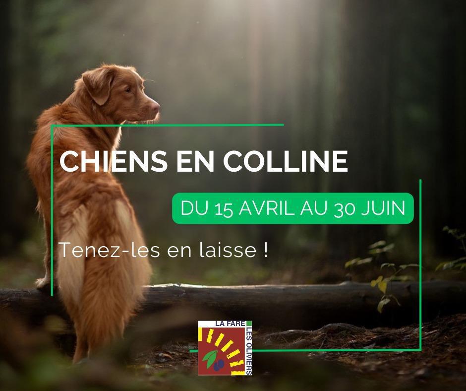 Chiens en colline : du 15 avril au 30 juin, gardez-les attachés !