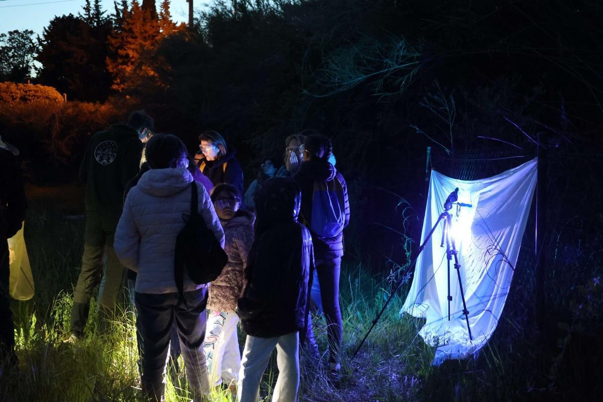 Atlas de la biodiversité communale - à la découverte des papillons de nuit