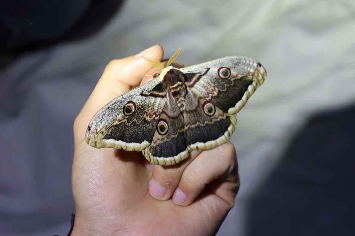 Atlas de la biodiversité communale - à la découverte des papillons de nuit