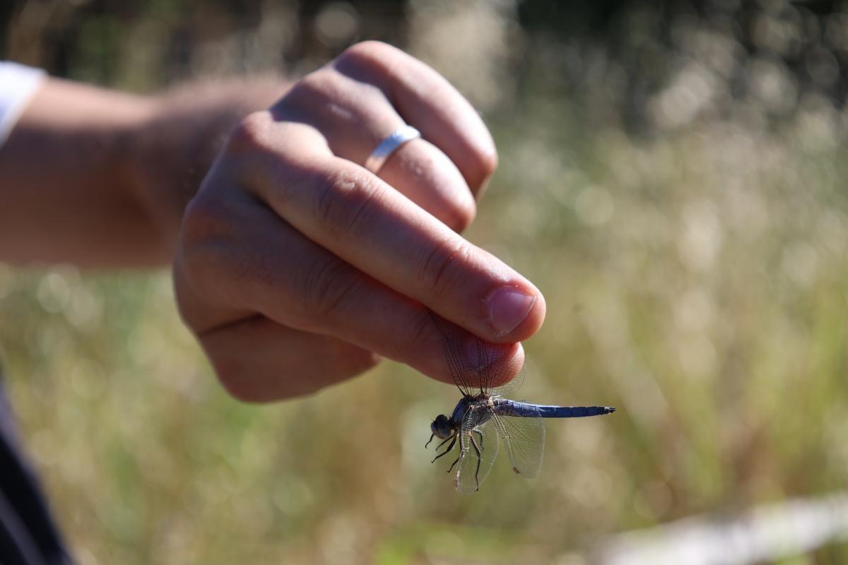 Une matinée au cœur de la biodiversité locale