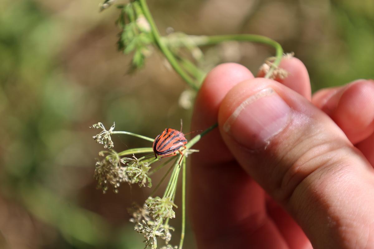 Une matinée au cœur de la biodiversité locale