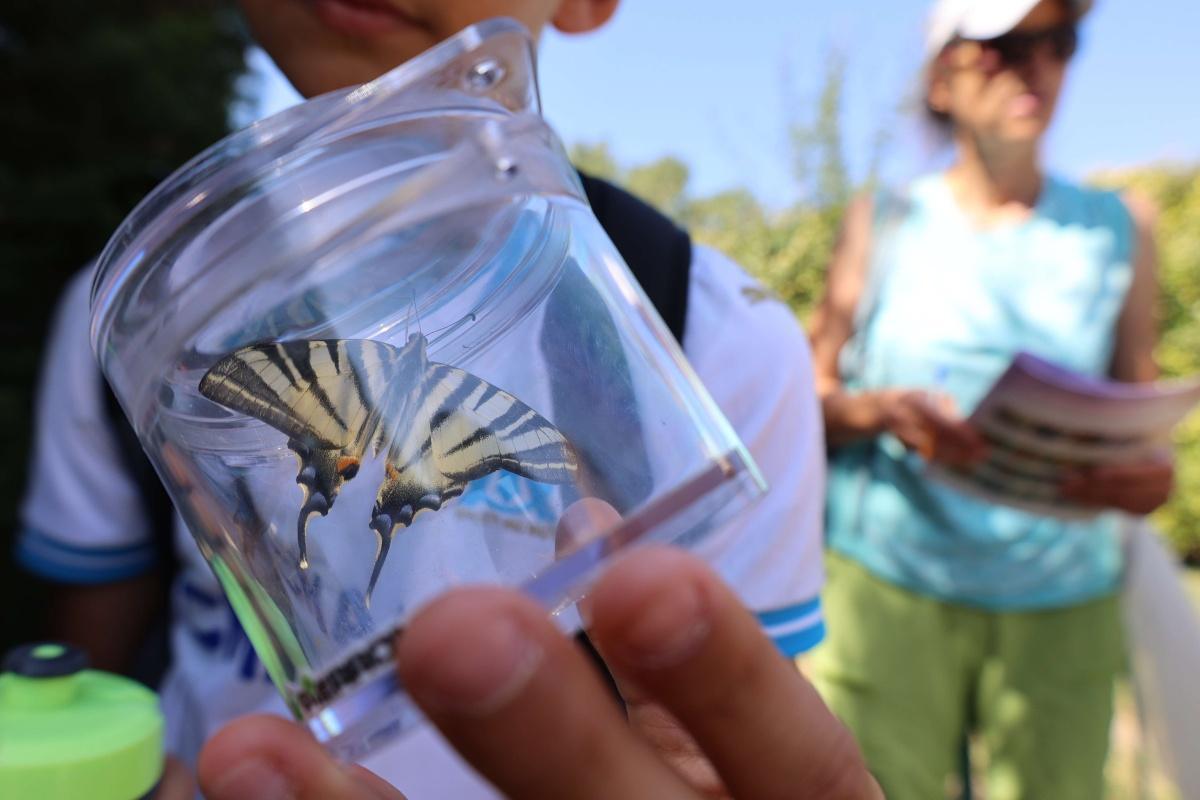 Atlas de la biodiversité communale - retour sur l’inventaire participatif des papillons 
