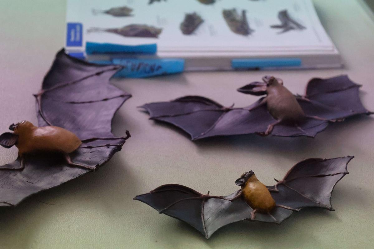 Une soirée découverte des chauves-souris