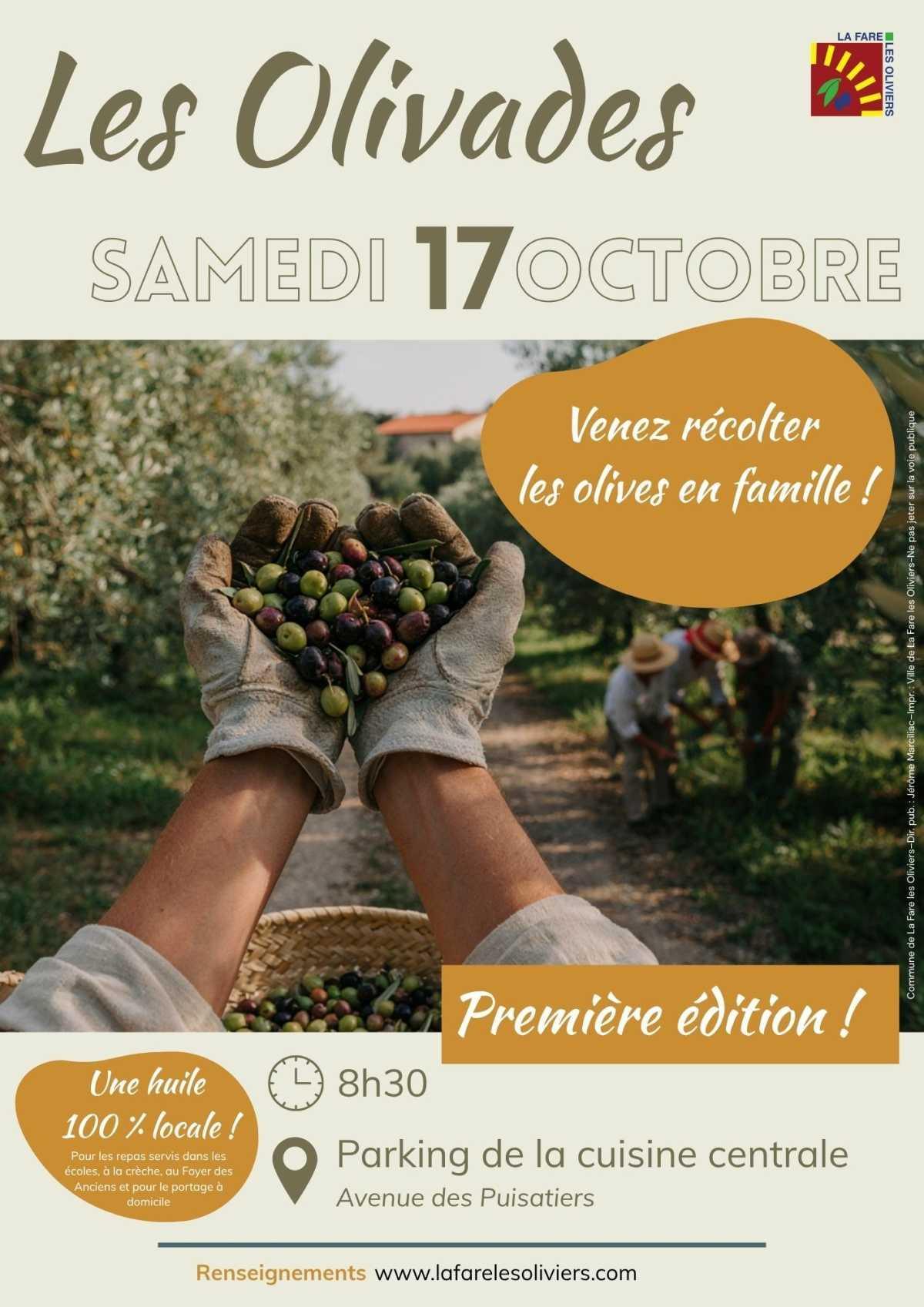 Olivades 2026 : participez à la première récolte d’olives en famille !
