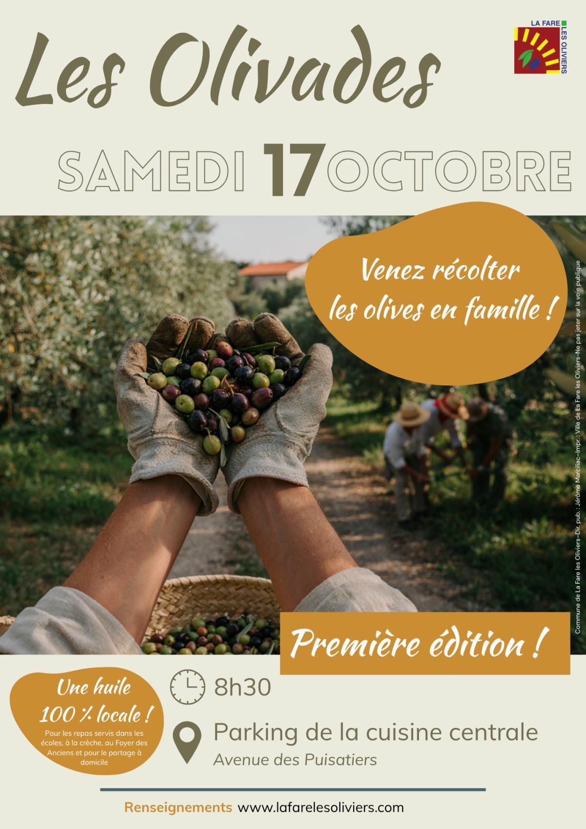 Récolte des olives communales