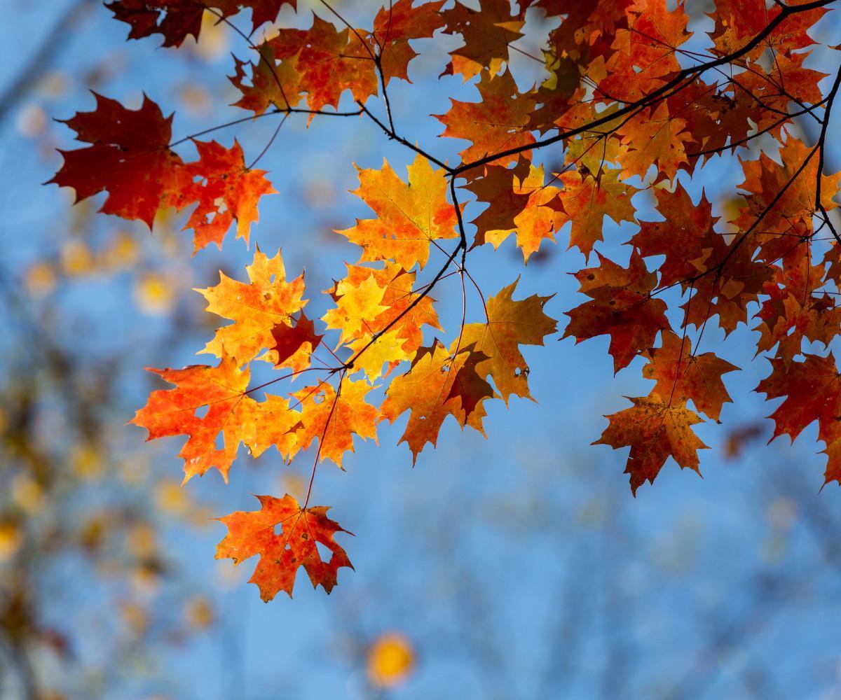 IL MAL D’AUTUNNO IL MAL D’AUTUNNO
