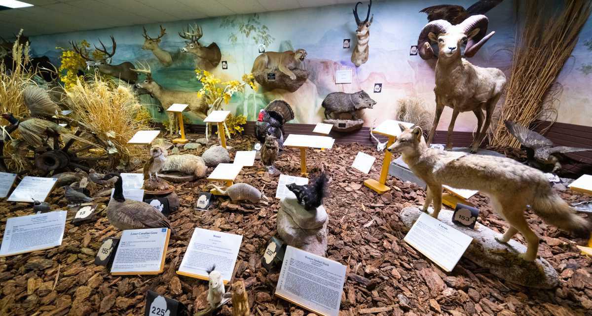 Pierson Wildlife Museum Pierson Wildlife Museum