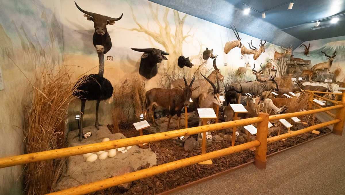 Pierson Wildlife Museum