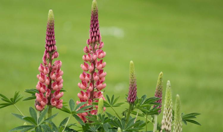 Fuente de las Brañas