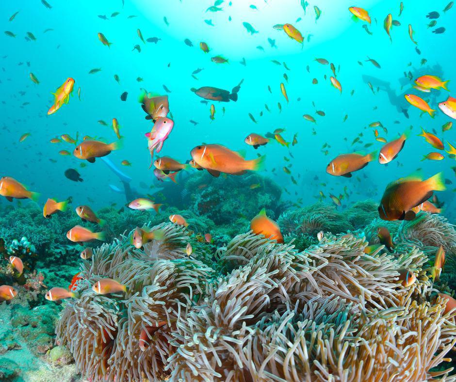 האיים המלדיביים