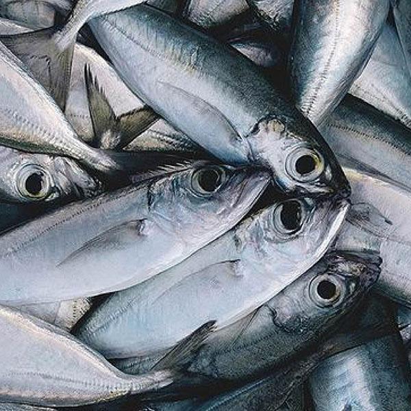 Bonito Fish Bar Bonito Fish Bar