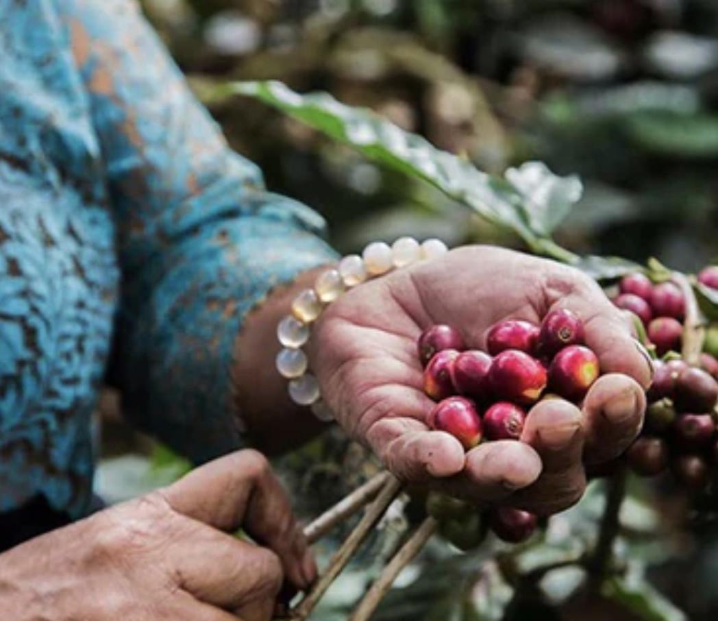 Bali Beans Coffee