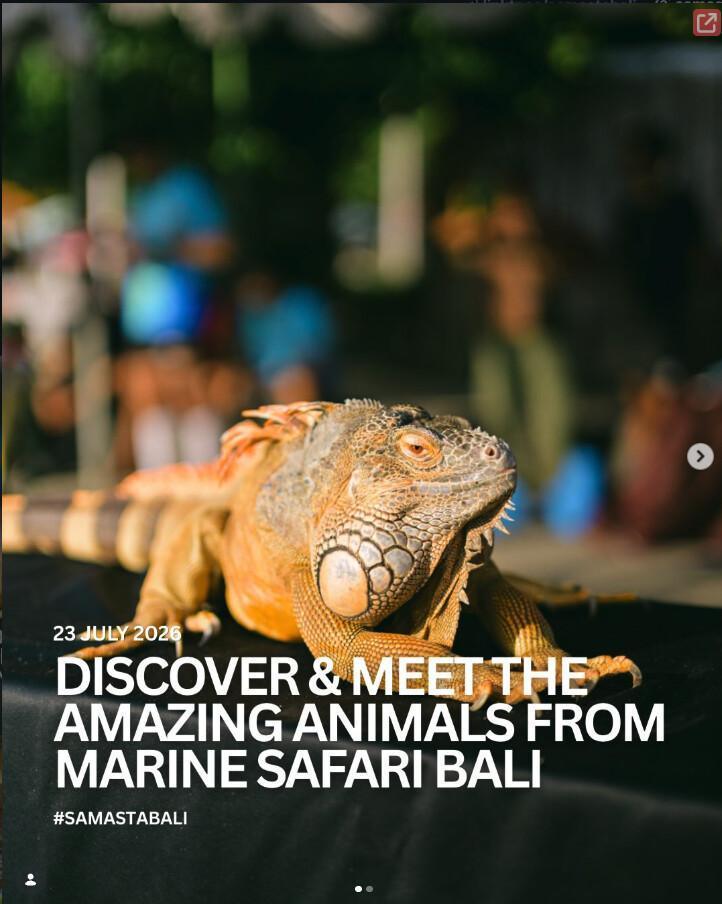 Marine Safari Bali at Samasta Marine Safari Bali at Samasta