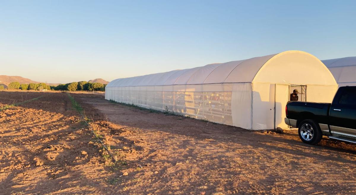 Invernaderos profesionales