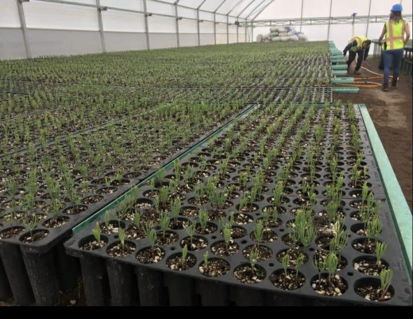 Invernaderos profesionales