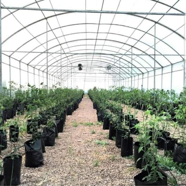 Invernaderos profesionales