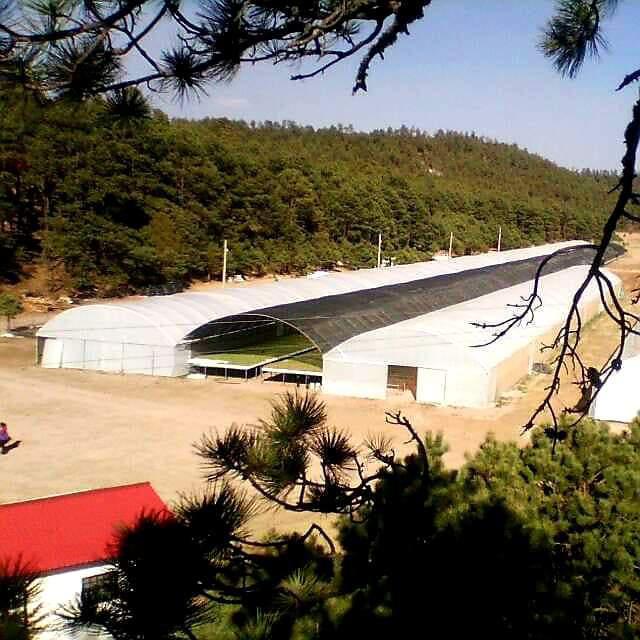 Invernaderos profesionales