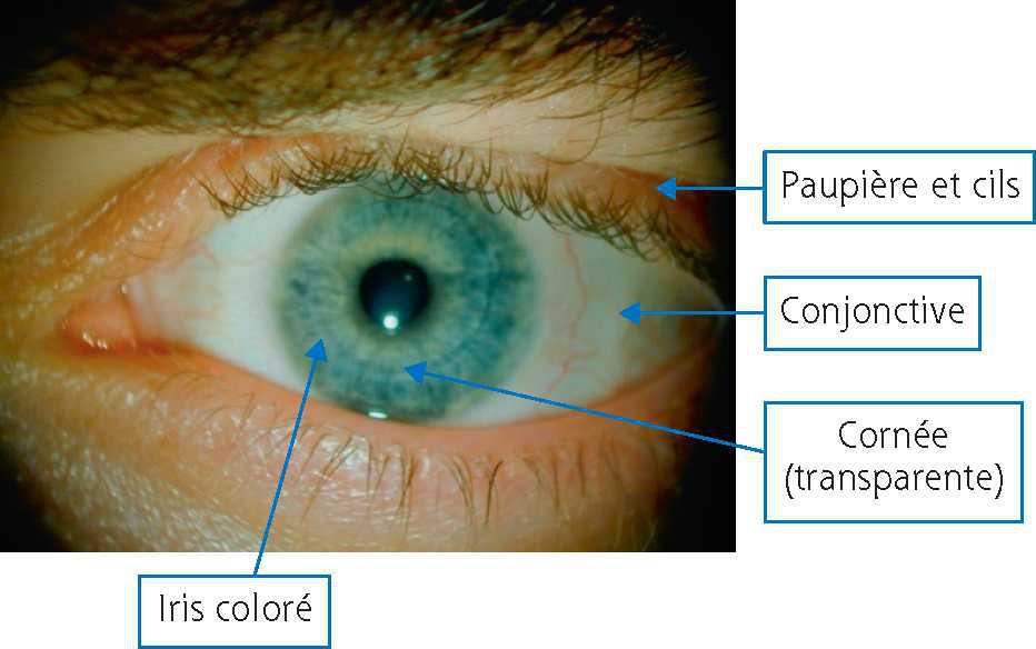 CHAPITRE 7 Secourisme de base en urgence ophtalmologique