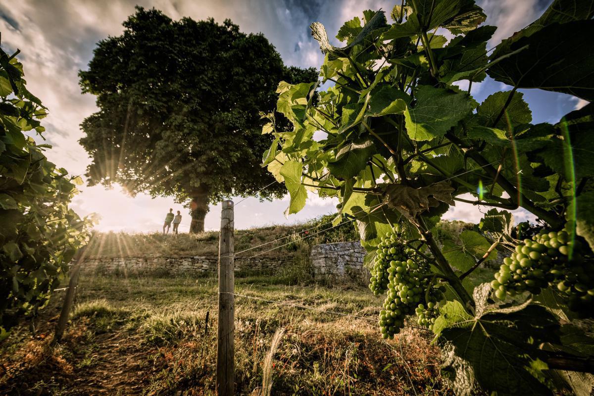 Benoit Eschard, Domaine Jeannin Naltet