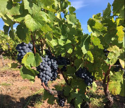 Christophe et Vincent Lapierre, Domaine Chênepierre Christophe et Vincent Lapierre, Domaine Chênepierre