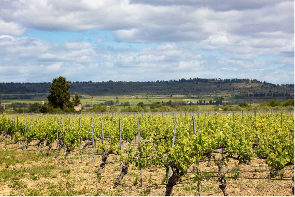 Christine Tarroux & Pierre-Yves Beck, Domaine Saint Georges Les Cardinelles