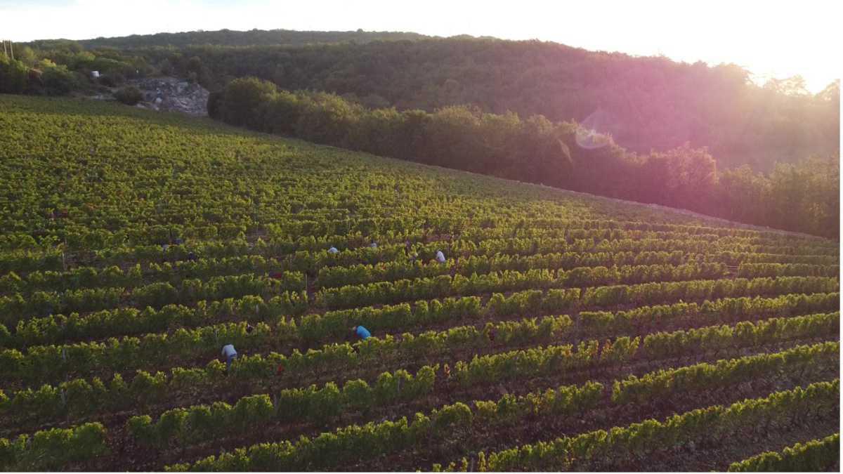 Stéphanie Bissey, Domaine Les Champs Baudots Stéphanie Bissey, Domaine Les Champs Baudots