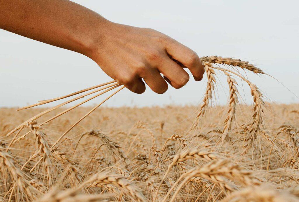 Test intolleranze alimentari