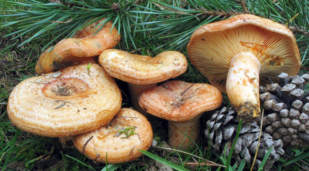 Nuestras setas de pinar. Nuestras setas de pinar.