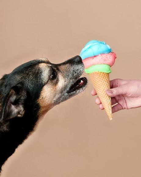 Hunde-Eis selber machen