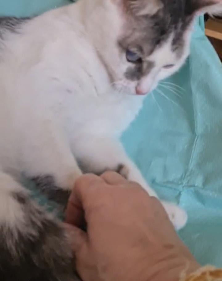 Mike, gattino sordo e ipovedente, tre anni circa.