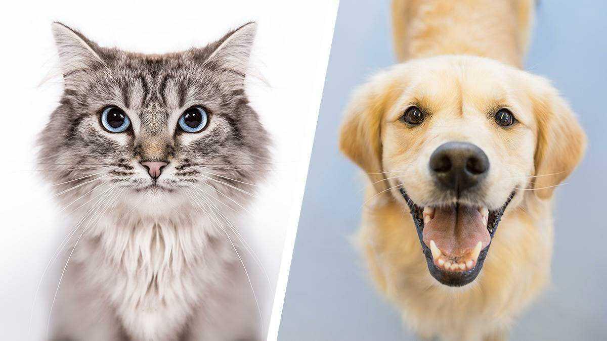 للقطط أكثر من 100 صوت مختلف وللكلاب حوالي 10 أصوات فقط