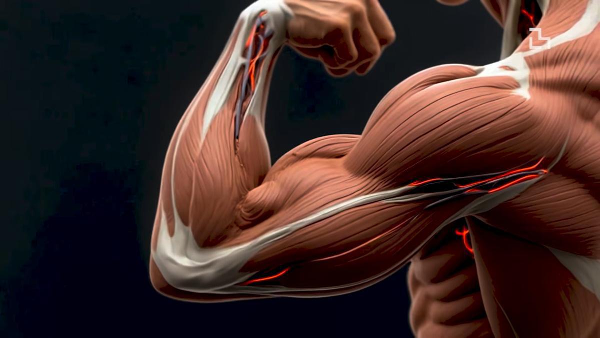 العضلات الاصطناعية الليفية في MIT: خطوة جديدة في الروبوتات اللينة العضلات الاصطناعية الليفية في MIT: خطوة جديدة في الروبوتات اللينة