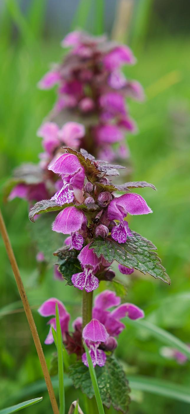 2 - Dr Chrütli-Jutz 2 - Dr Chrütli-Jutz