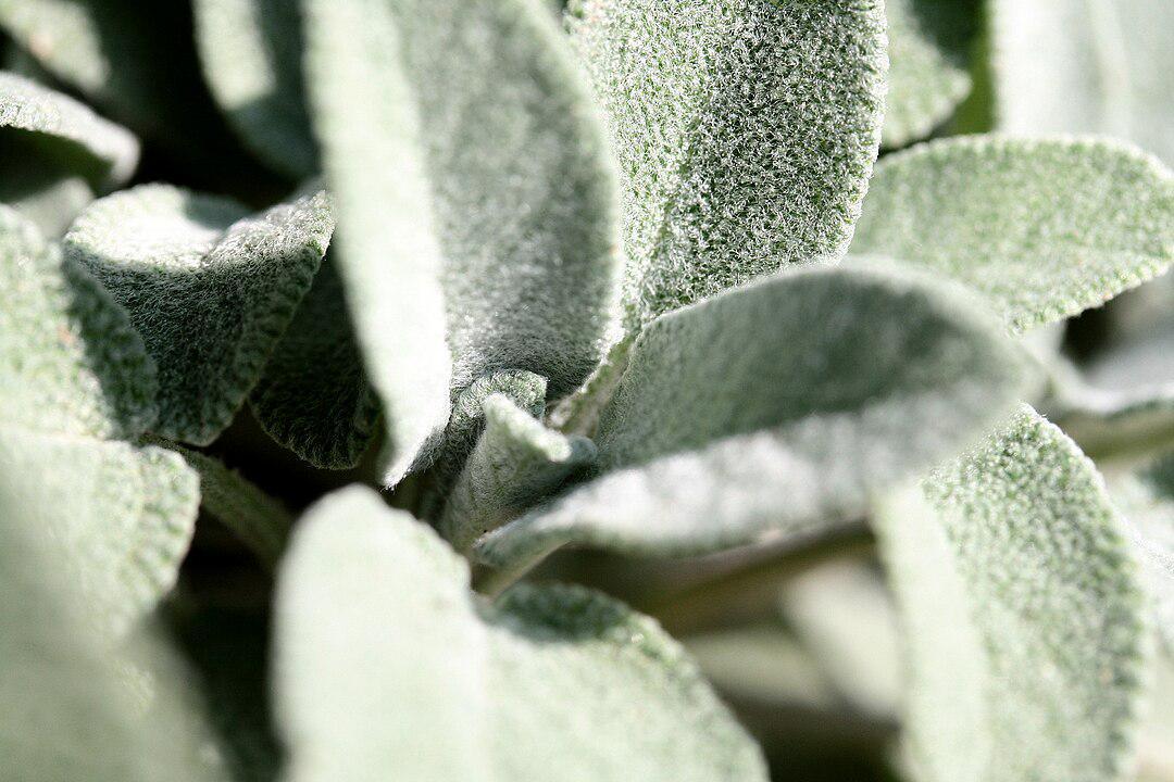 2 - Dr Chrütli-Jutz 2 - Dr Chrütli-Jutz