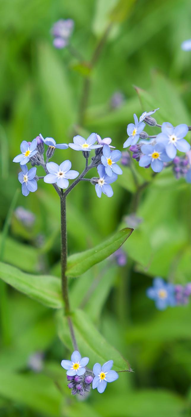 2 - Dr Chrütli-Jutz 2 - Dr Chrütli-Jutz