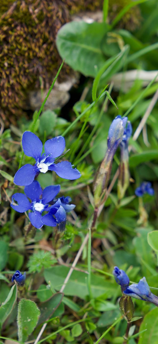 2 - Dr Chrütli-Jutz 2 - Dr Chrütli-Jutz