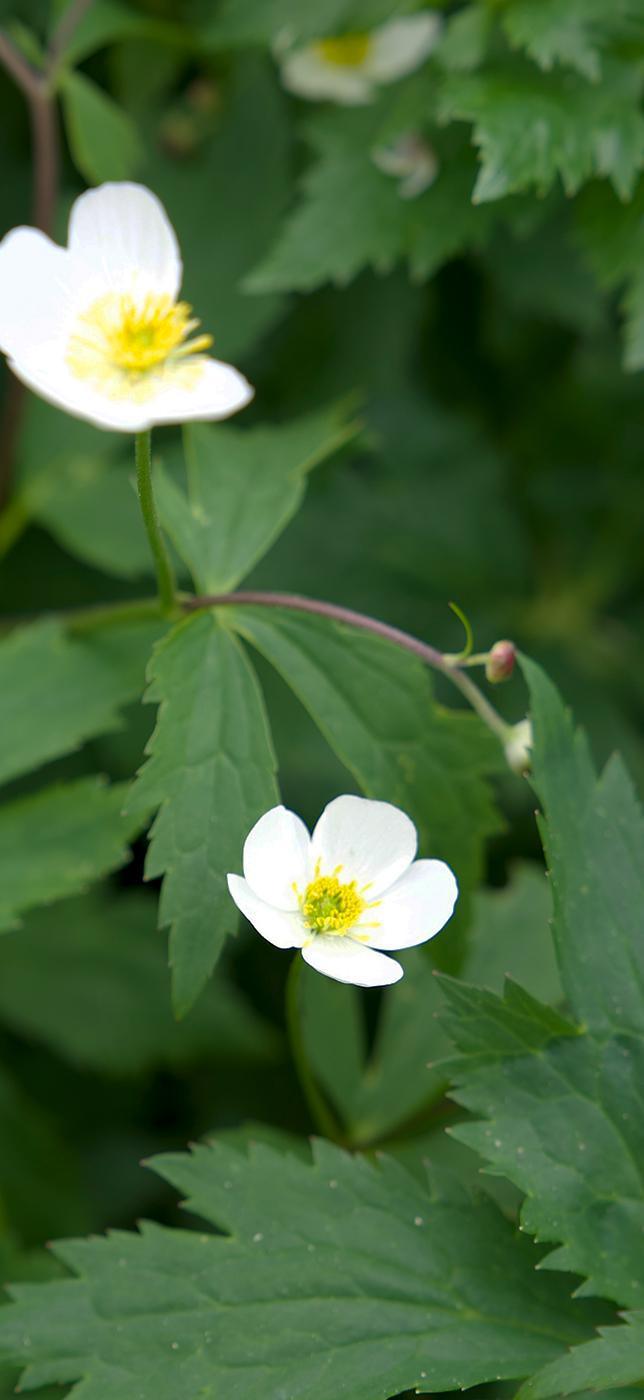 2 - Dr Chrütli-Jutz 2 - Dr Chrütli-Jutz