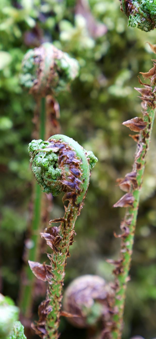 2 - Dr Chrütli-Jutz 2 - Dr Chrütli-Jutz