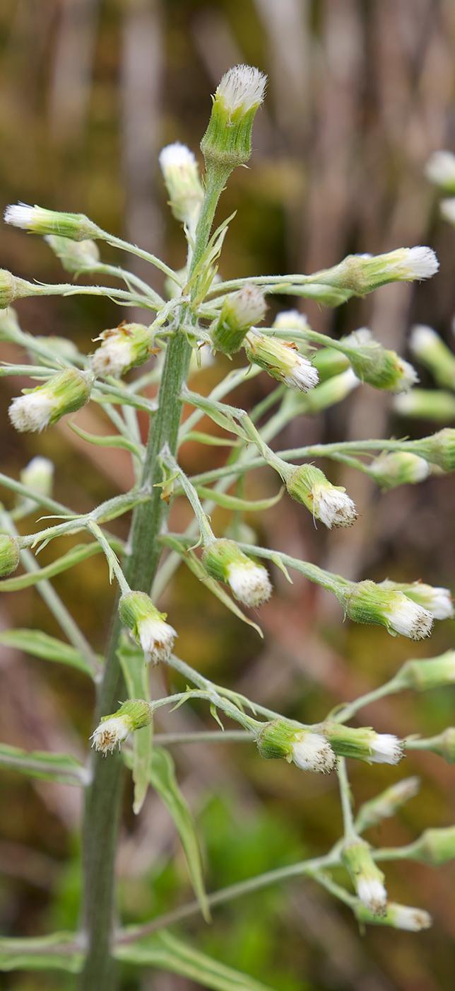 2 - Dr Chrütli-Jutz 2 - Dr Chrütli-Jutz