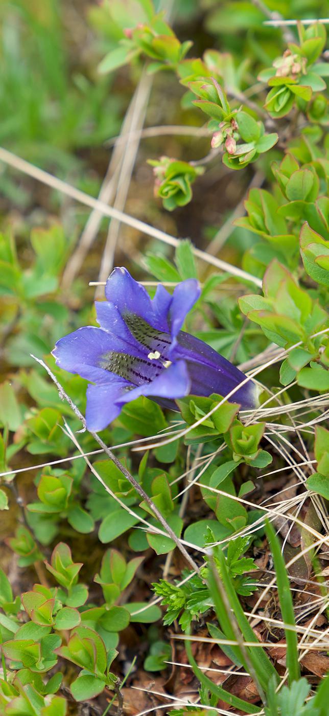 2 - Dr Chrütli-Jutz 2 - Dr Chrütli-Jutz