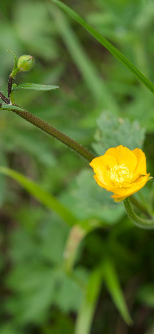 2 - Dr Chrütli-Jutz 2 - Dr Chrütli-Jutz