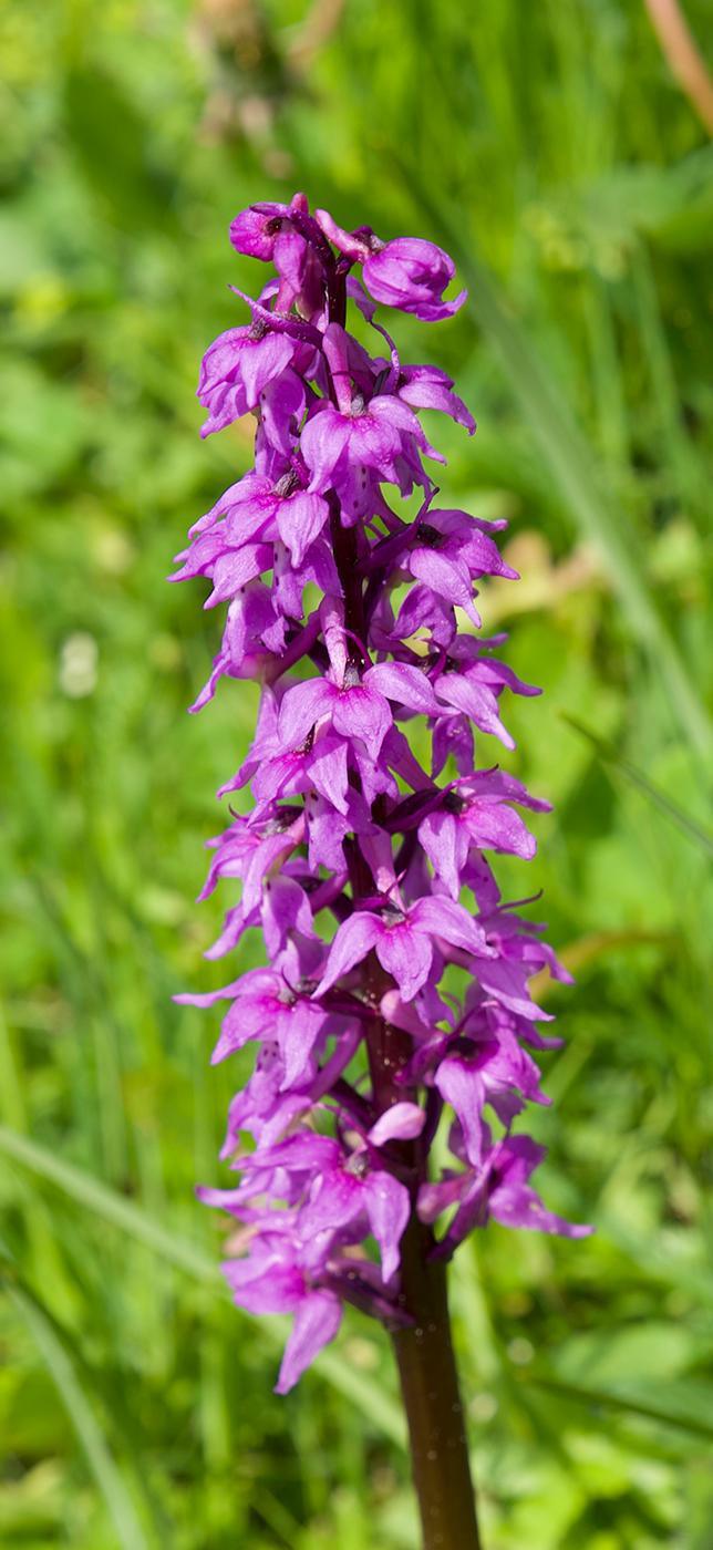 2 - Dr Chrütli-Jutz 2 - Dr Chrütli-Jutz