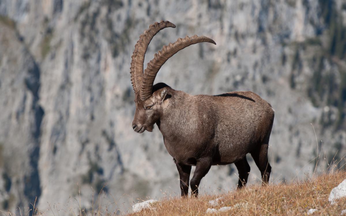 8 - Z`Schtibock-Hüpfe 8 - Z`Schtibock-Hüpfe