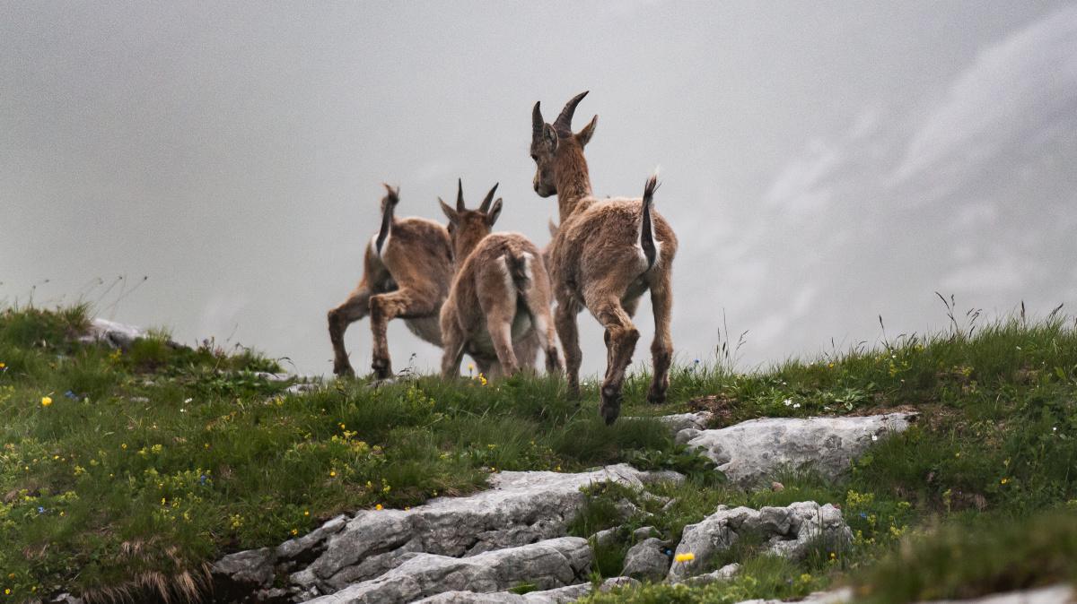 8 - Z`Schtibock-Hüpfe 8 - Z`Schtibock-Hüpfe