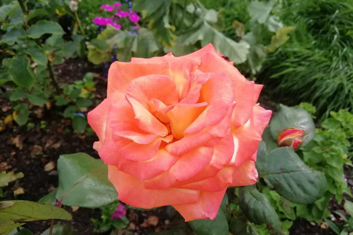 Fuente de la Vega Fuente de la Vega