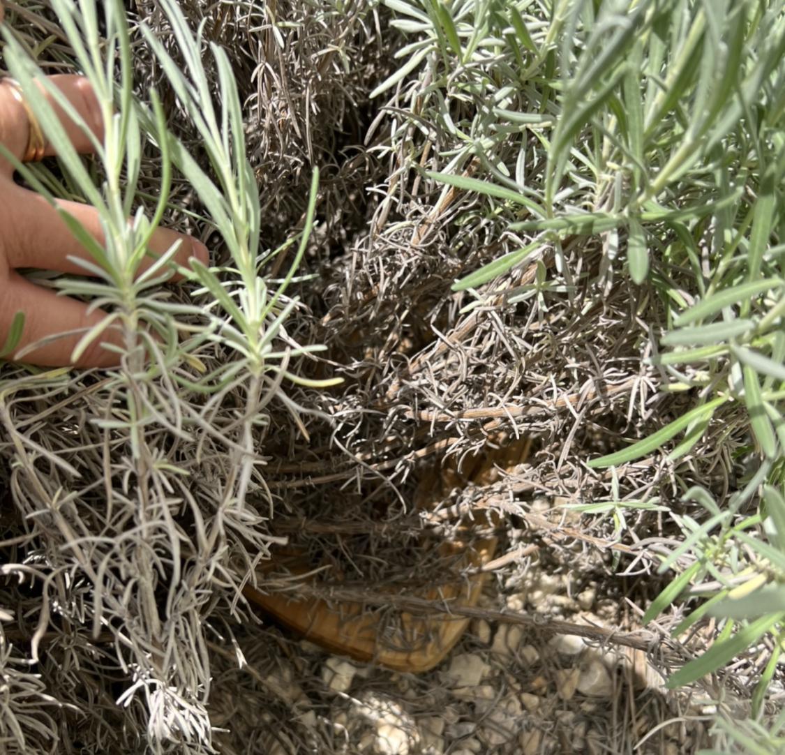 Le TOTEM vous attend…