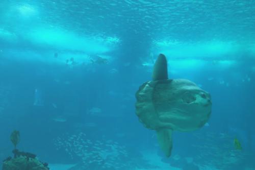 Oceanário de Lisboa