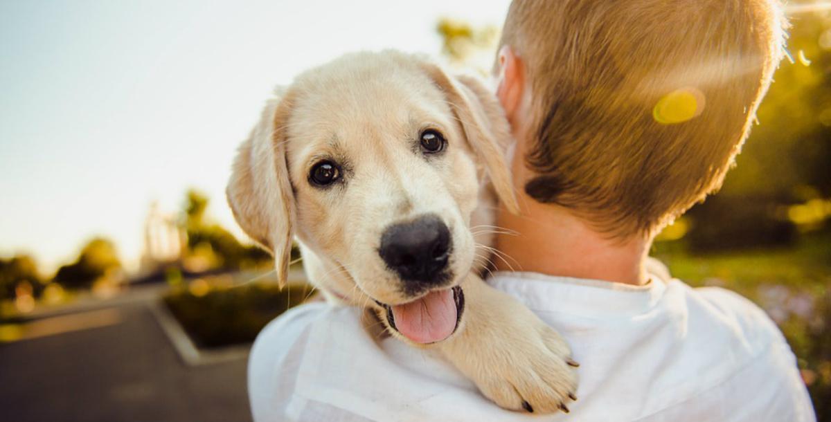 Perché adottare un cane