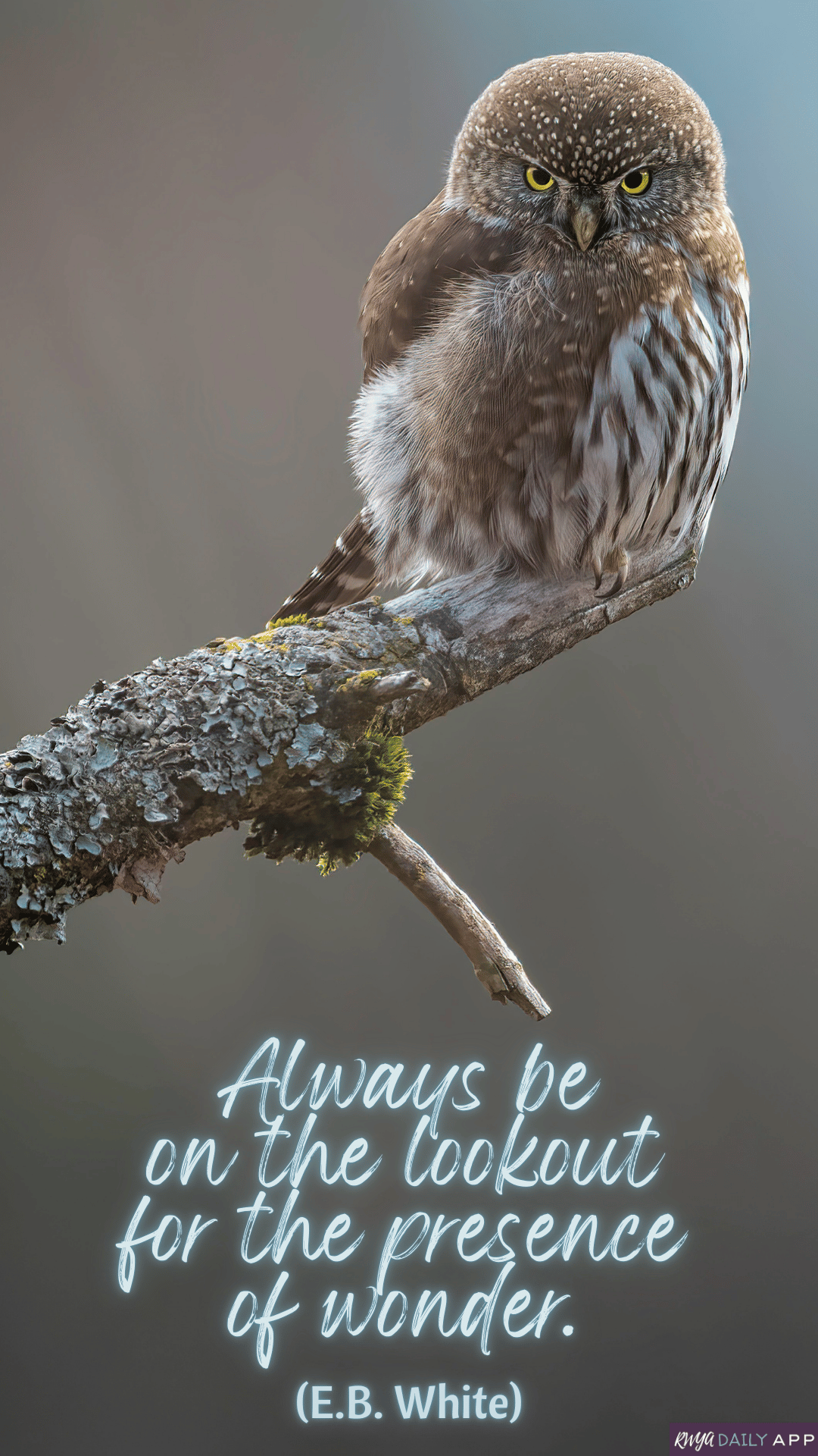 Always be on the lookout for the presence of wonder.  (E.B. White)